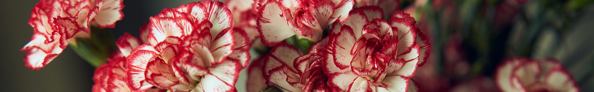 Carnations 6